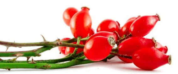 Berries Rosahip avec cystite